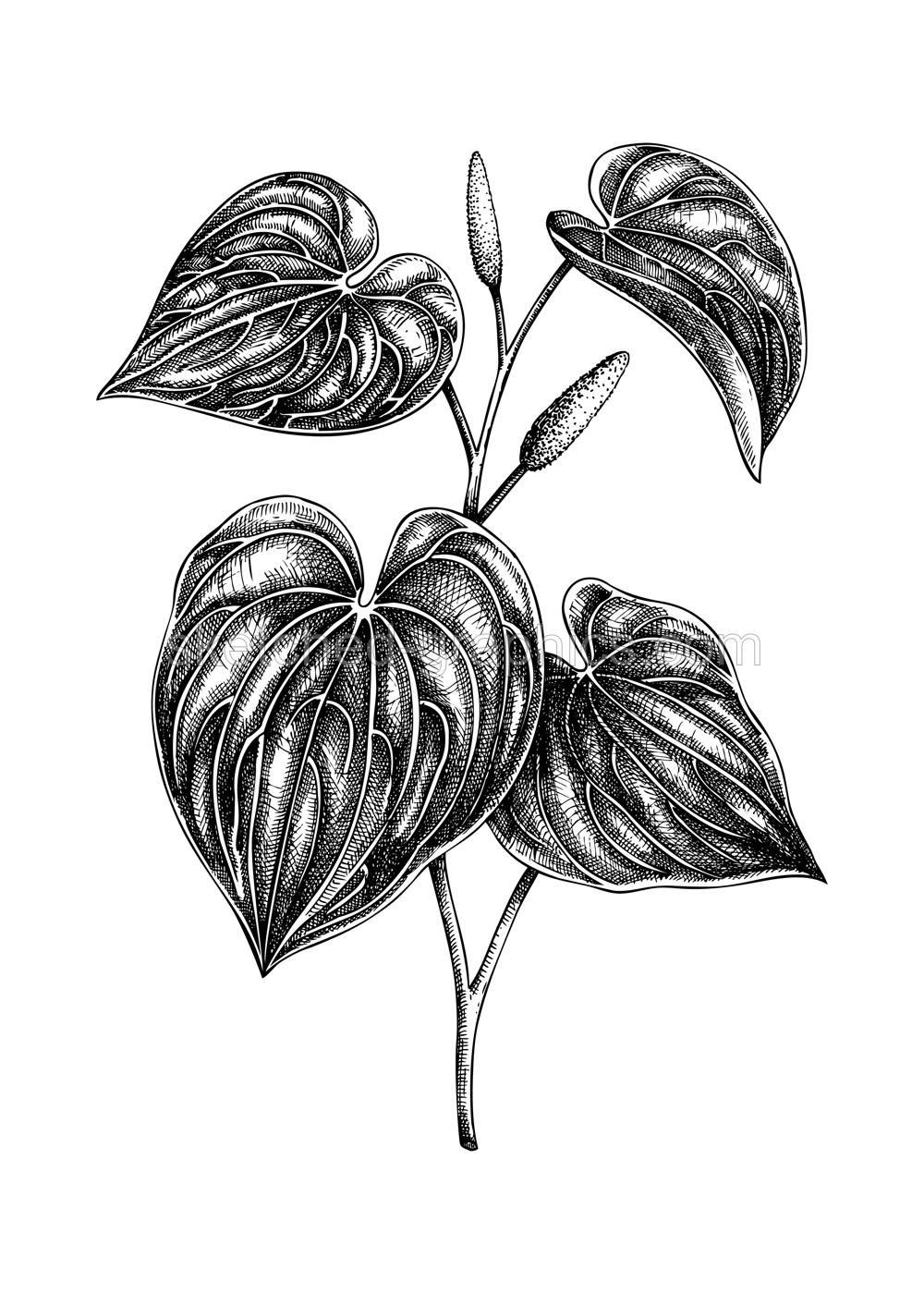 Kava Kava sketch. Apothecary plant drawing. Herbal remedies, medicinal plant, natural medicine hand-drawn vector illustration. NOT AI genereted Illustration